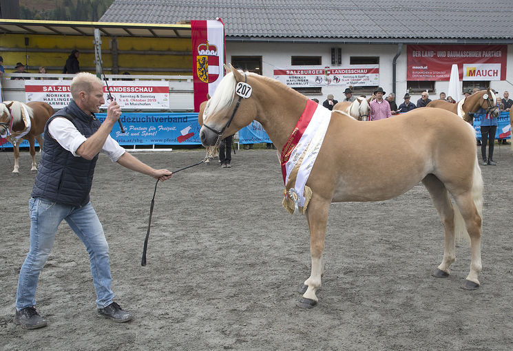 Haflinger-Landessiegerin "Jung" wurde "Meily-Ri" nach "Walzertraum" im Besitz von Johann und Nicole Riedlsperger. Mit einer hervorragenden Trabbewegung und viel Modernität sicherte sich die fünfjährige Stute den Siegertitel. © Wurm