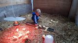 Am Reschreithof in Abtenau muss Enkel Florian täglich die Kücken besuchen und füttern. © Salzburger Bauer/Mösenbichler