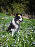 Blacky genießt die frische Landluft in Schleedorf © Salzburger Bauer/Fraunschuh