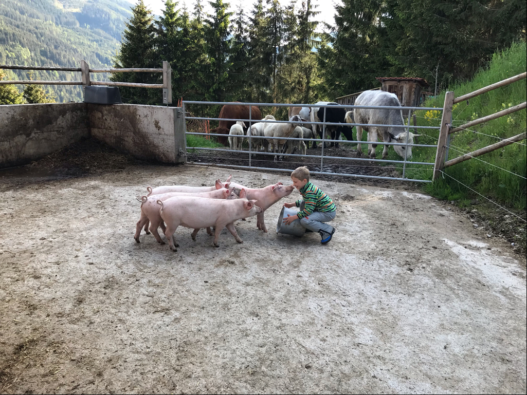 Jungbauer Andreas (sechs Jahre) vom Wörnhartbauer in Bischofshofen beim Abrichten seiner Schweine. © Salzburger Bauer/Scharler