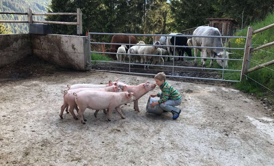 Jungbauer Andreas (sechs Jahre) vom Wörnhartbauer in Bischofshofen beim Abrichten seiner Schweine. © Salzburger Bauer/Scharler