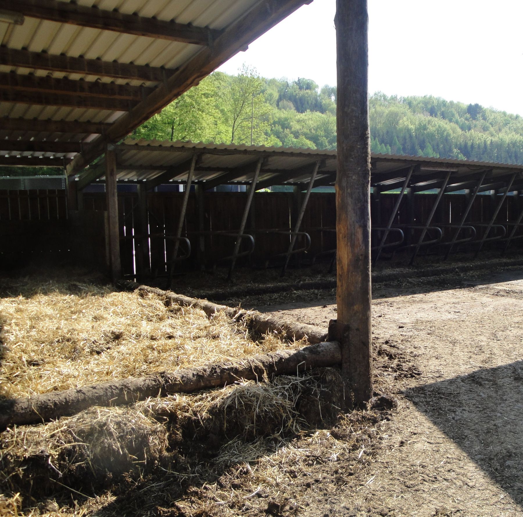 Ein überdachter Liegebereich erhöht die Aufenthaltsdauer der Rinder in Auslaufflächen um ein Vielfaches. © LK OÖ, Rudlstorfer