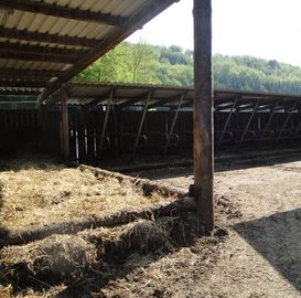 Ein überdachter Liegebereich erhöht die Aufenthaltsdauer der Rinder in Auslaufflächen um ein Vielfaches. © LK OÖ, Rudlstorfer Ein überdachter Liegebereich erhöht die Aufenthaltsdauer der Rinder in Auslaufflächen um ein Vielfaches. © LK OÖ, Rudlstorfer