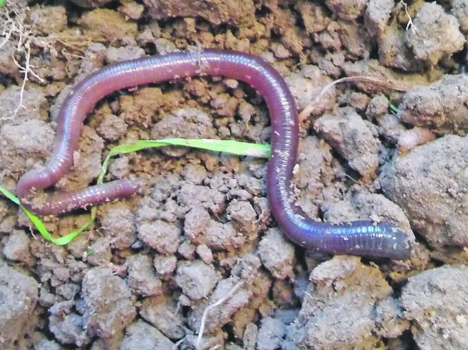 Der Schwarzkopfregenwurm produziert an der Oberfläche bis zu acht Zentimeter hohe Losungshäufchen, die bei massivem Auftreten zu großer Futterverschmutzung führen. © Greisberger