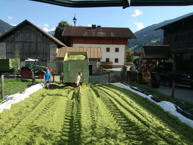 Der Mais wurde als Fahrsilo einsiliert. Durch den Maisanbau konnte auf der Fläche von 1,89 ha eine Grünmasse von 105 t (umgerechnet 69 Rundballen mit 800 kg/Hektar) geerntet werden. © Schwaiger Der Mais wurde als Fahrsilo einsiliert. Durch den Maisanbau konnte auf der Fläche von 1,89 ha eine Grünmasse von 105 t (umgerechnet 69 Rundballen mit 800 kg/Hektar) geerntet werden. © Schwaiger