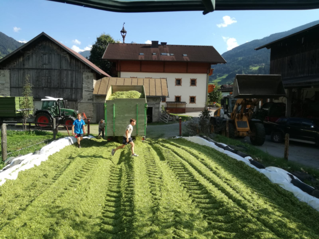 Der Mais wurde als Fahrsilo einsiliert. Durch den Maisanbau konnte auf der Fläche von 1,89 ha eine Grünmasse von 105 t (umgerechnet 69 Rundballen mit 800 kg/Hektar) geerntet werden. © Schwaiger