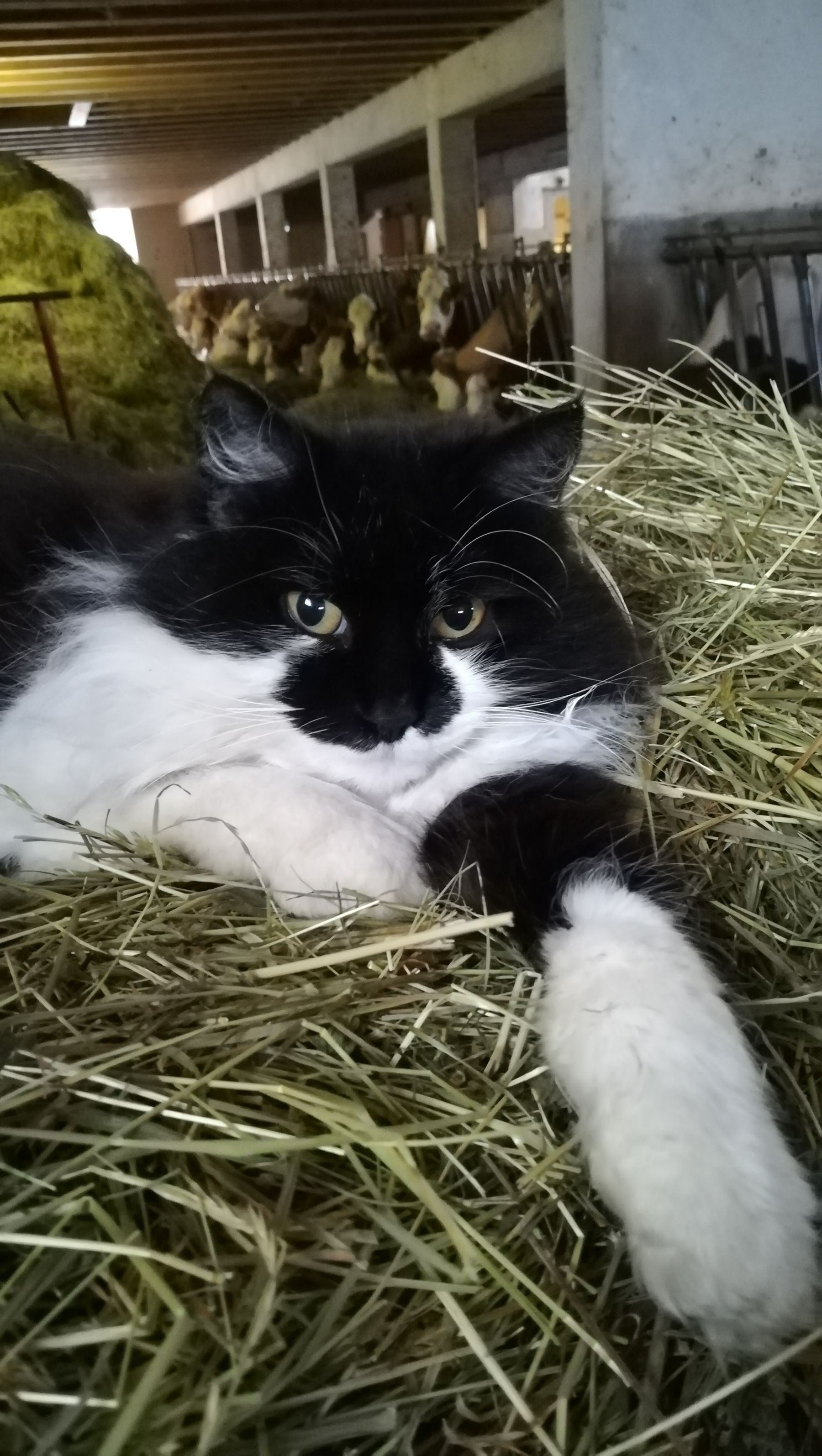 Unsere Katze "Lilly" auf ihrem Lieblingsplatz im Heu © Salzburger Bauer/Lindinger