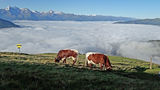 "Letzte Grüße von der Alm" © Salzburger Bauer/Brunner