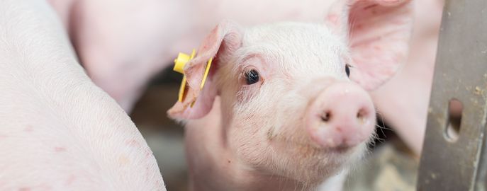 schweinehaltung_fraukoeppl_web-160923114455 © Archiv schweinehaltung_fraukoeppl_web-160923114455 © Archiv