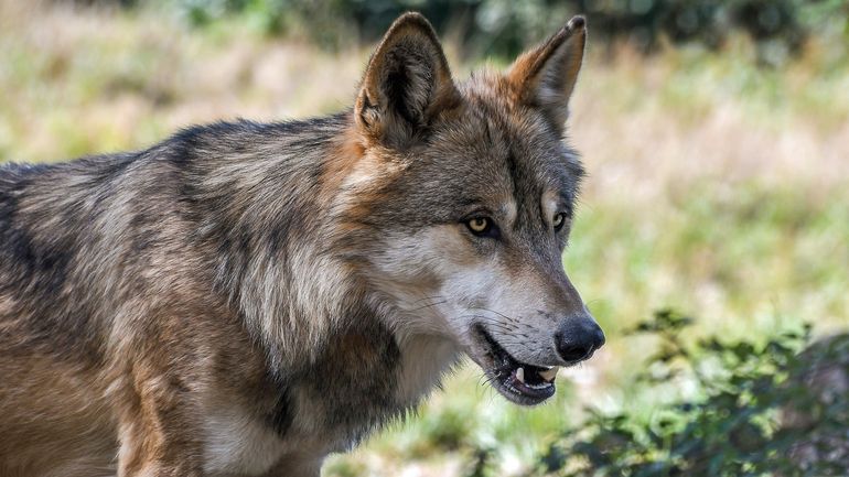 Das Auftreten des Wolfs im Alpenraum erfordert länderübergreifende Maßnahmen. © Pixabay/christels