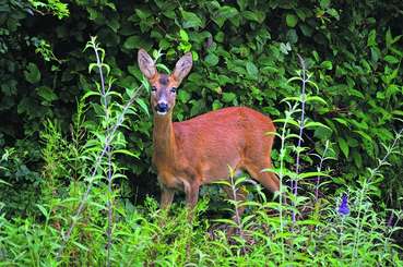 Weniger Wildunfälle dank Wildwarngeräten.jpg © LK OÖ