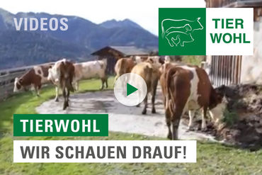 videos_substart_Tierwohl_2019 © LK Tirol