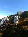 Mein Bild.jpg © Salzburger Bauer/Lechner Mein Bild.jpg © Salzburger Bauer/Lechner
