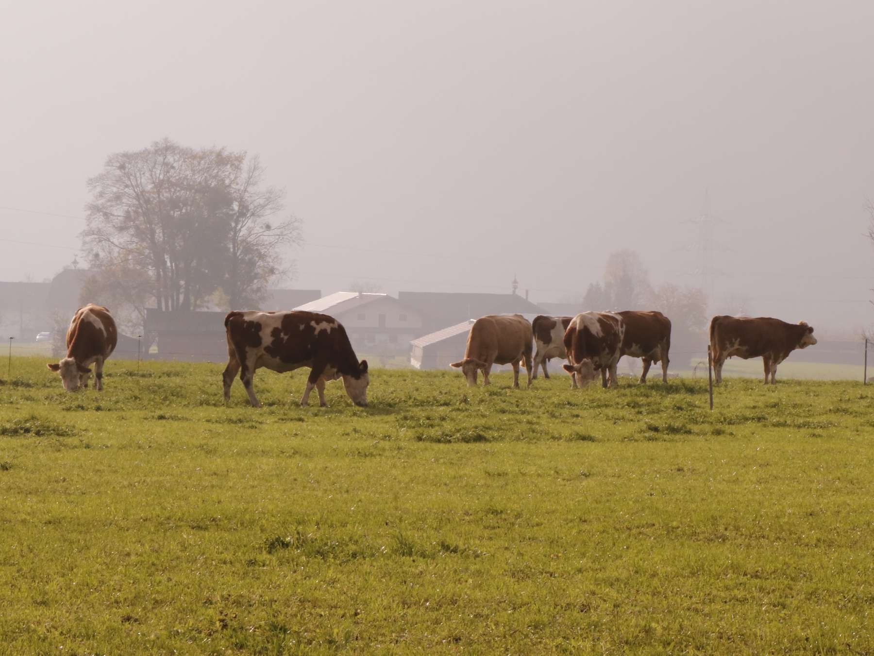 Betriebsreportage Wastlbauer.jpg © Kronreif Betriebsreportage Wastlbauer.jpg © Kronreif