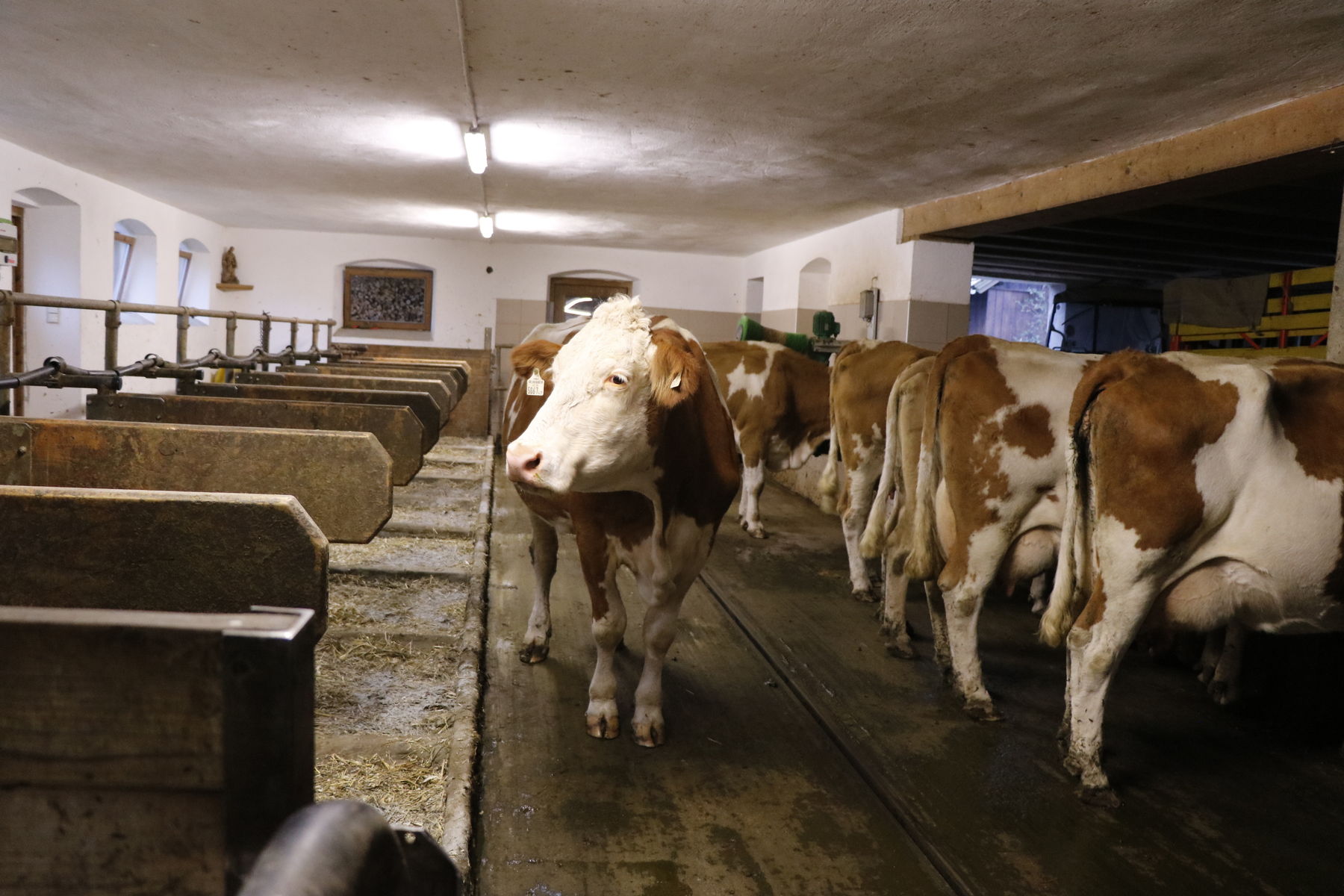 Betriebsreportage Wastlbauer.jpg © Kronreif Betriebsreportage Wastlbauer.jpg © Kronreif