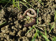 Schwarzkopfregenwurm_10.jpg © LK Sbg/Dürnberger Schwarzkopfregenwurm_10.jpg © LK Sbg/Dürnberger
