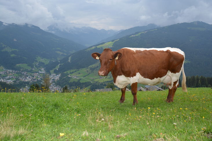Weide.jpg Weide.jpg