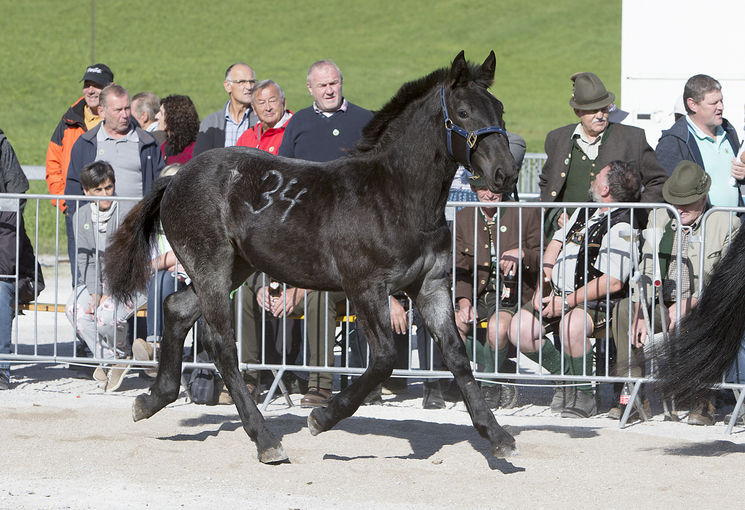 Abtenau Pferde.jpg © Wurm Abtenau Pferde.jpg © Wurm