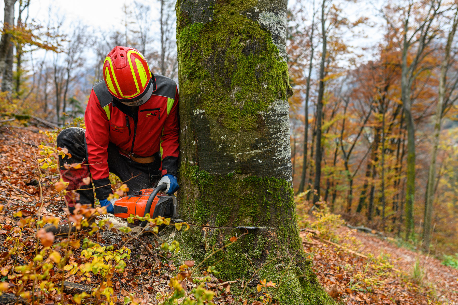 Schutzkleidung, Ausbildung und Vorsicht bei der Waldarbeit.jpg © KFV/APA-Fotoservice/Nachtschatt