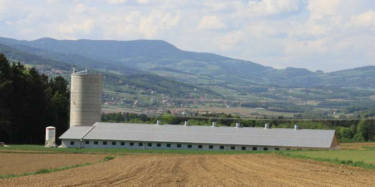 Schweinestall im Freiland zwischen Acker und Wald © Roman Musch / Landwirtschaftskammer Steiermark Schweinestall im Freiland zwischen Acker und Wald © Roman Musch / Landwirtschaftskammer Steiermark