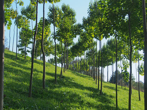 Paulownia Wachst Und Wachst Landwirtschaftskammer Aktuelles