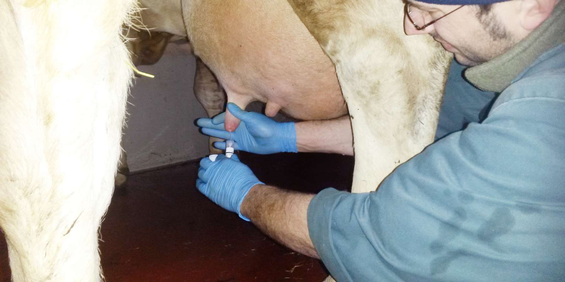 Milchprobe © Romana Schneider/LK Niederösterreich