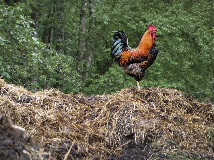 Hahn auf Misthaufen.jpg © Zaussinger / LK Oberösterreich Hahn auf Misthaufen.jpg © Zaussinger / LK Oberösterreich