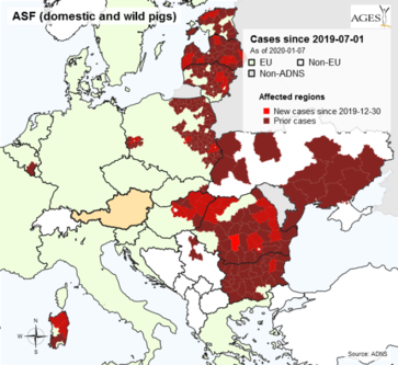 Afrikanische Schweinepest Situation Und Bericht Uber Gesetzte Massnahmen Landwirtschaftskammer Schweine