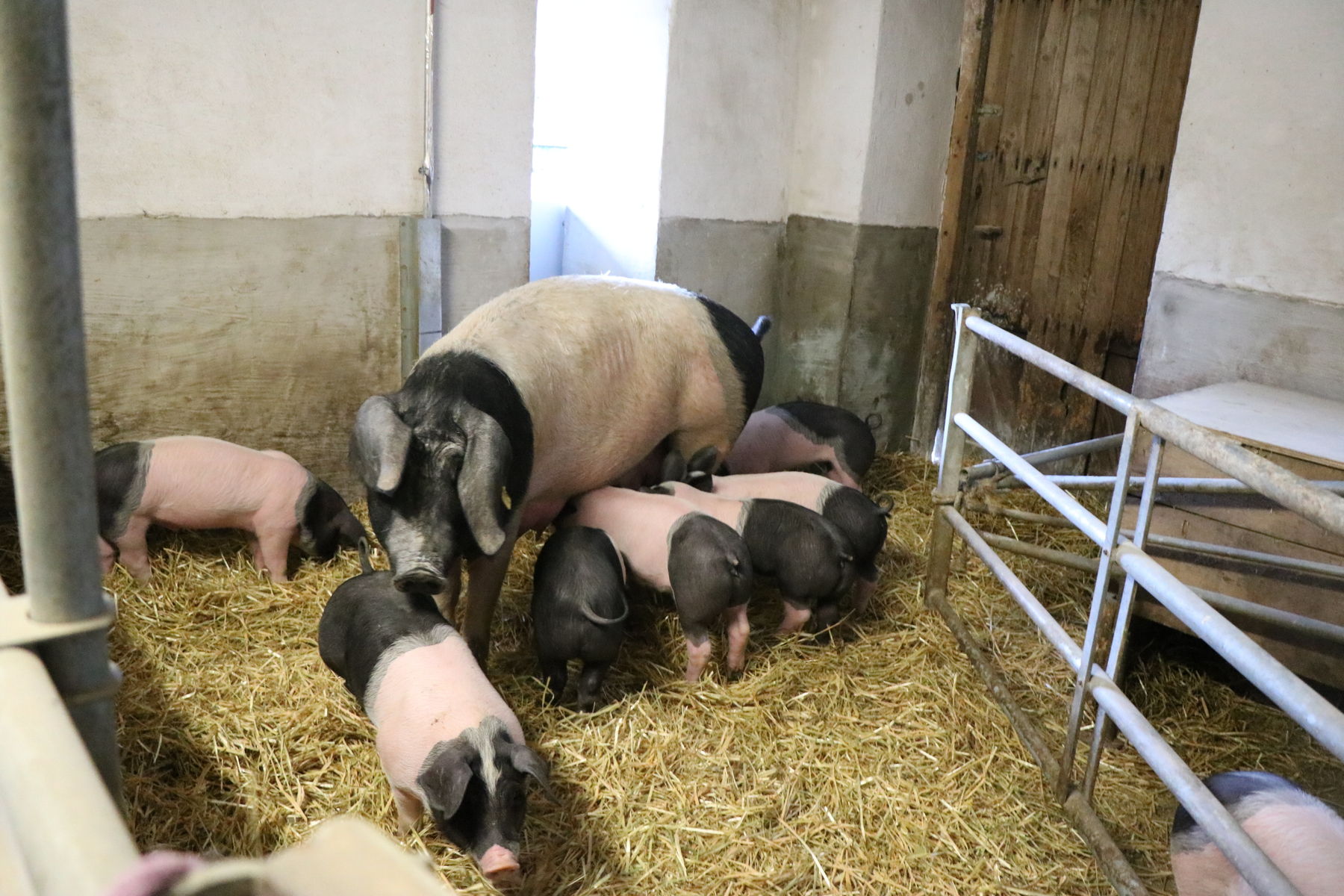 Beim Großwimm-Bauern, da fühlen sich alle Tiere wohl.jpg © Kronreif Beim Großwimm-Bauern, da fühlen sich alle Tiere wohl.jpg © Kronreif