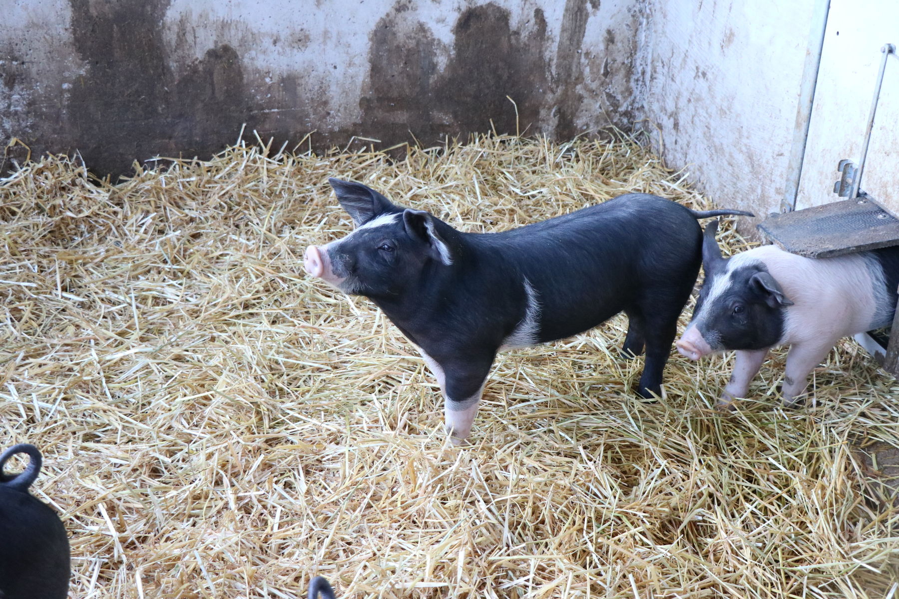 Beim Großwimm-Bauern, da fühlen sich alle Tiere wohl.jpg © Kronreif Beim Großwimm-Bauern, da fühlen sich alle Tiere wohl.jpg © Kronreif