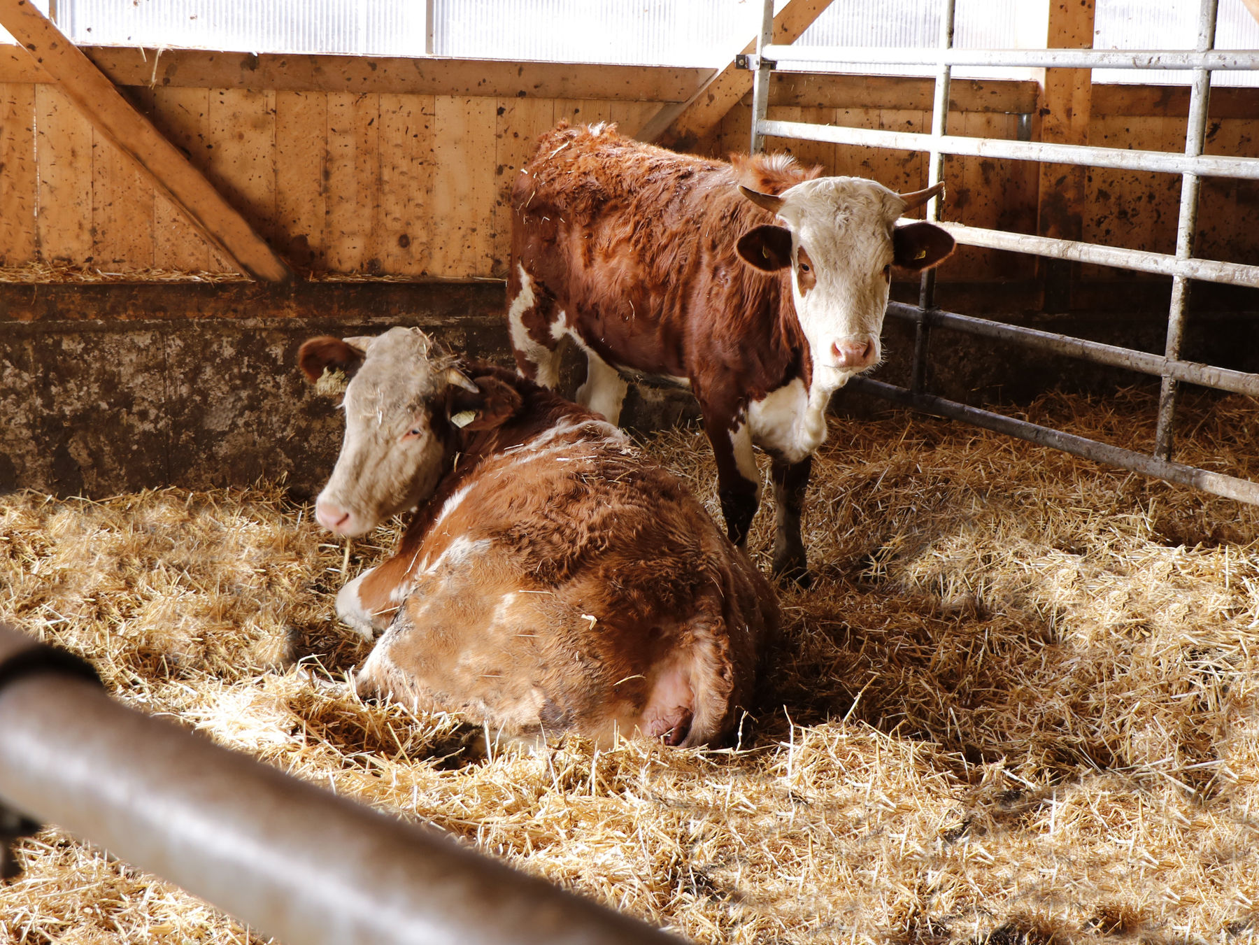 Beim Großwimm-Bauern, da fühlen sich alle Tiere wohl.jpg © Kronreif Beim Großwimm-Bauern, da fühlen sich alle Tiere wohl.jpg © Kronreif