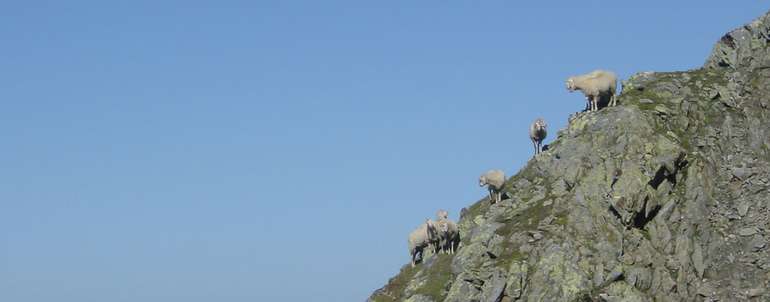 Schafe Alm 02.09 (3).jpg © Tiroler Schafzuchtverband