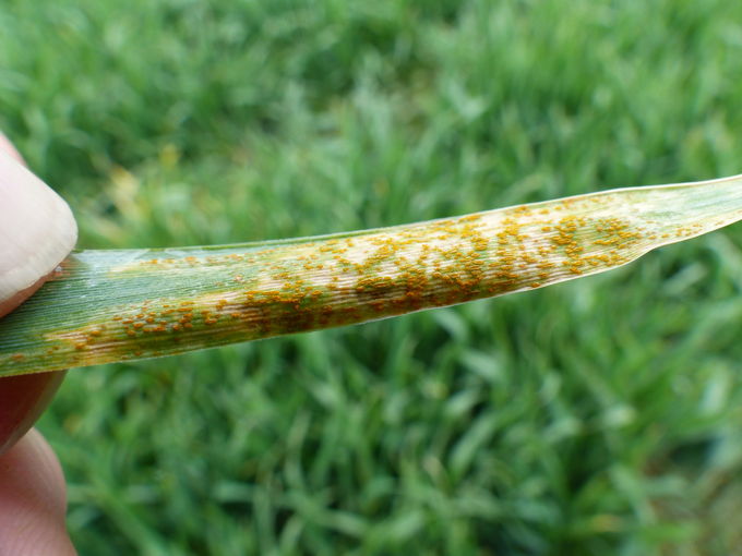 Aufgebrochene Sporenlager des Gelbrostes-Fragner.jpg