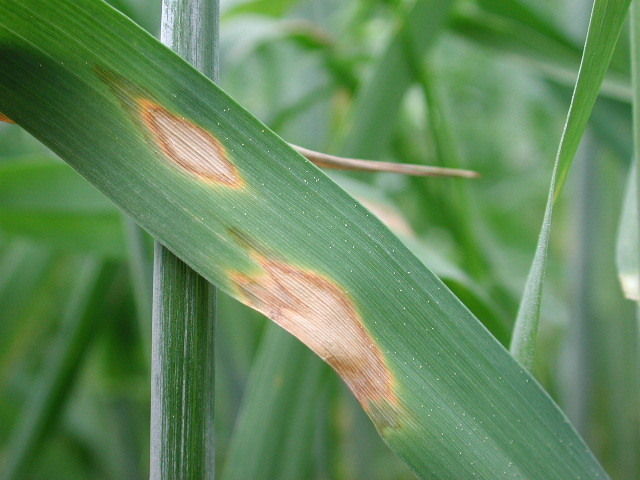 Septoria nodorum .jpg © Klug Septoria nodorum .jpg © Klug
