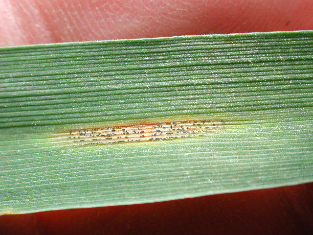 Septoria tritici Klug (2).jpg