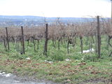 Ölkürbistag 2020 in Zistersdorf © Andrea Uhl NÖ Landwirtschaftskammer