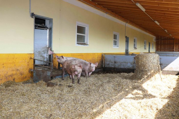 Schweinestall Schweinestall