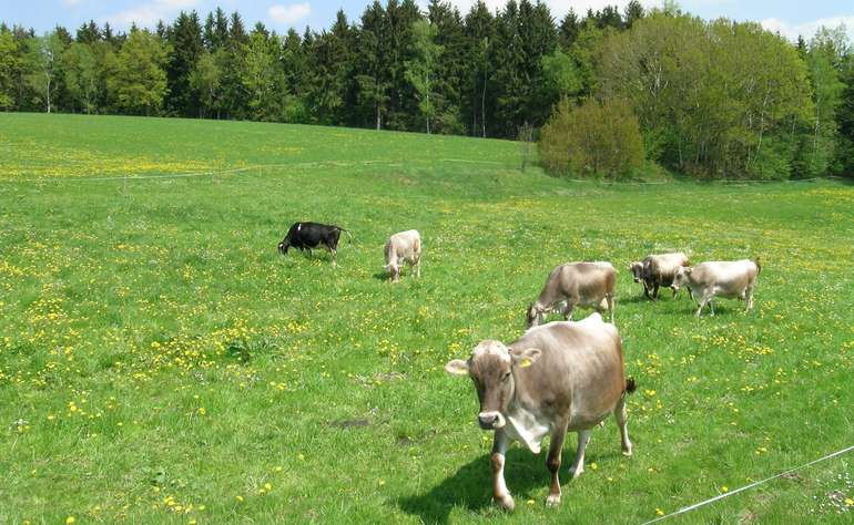 Grünland Weide.jpg Grünland Weide.jpg