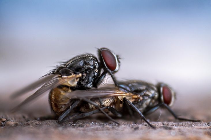 Fliegenpärchen pflanzt sich fort Fliegenpärchen pflanzt sich fort