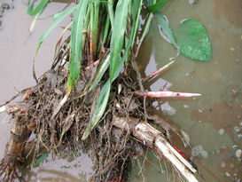 Maisunkräuter, inklusive invasiver Arten erkennen Maisunkräuter, inklusive invasiver Arten erkennen
