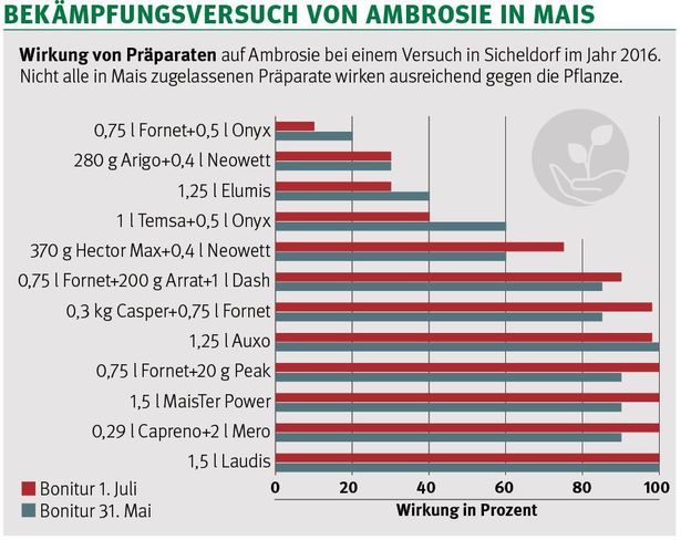 Wirkung von Präparaten auf Ambrosie bei einem Versuch in Sicheldorf im Jahr 2016