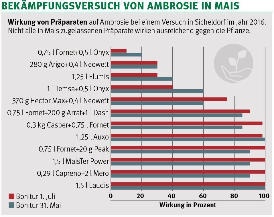 Wirkung von Präparaten auf Ambrosie bei einem Versuch in Sicheldorf im Jahr 2016