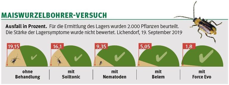 Für die Ermittlung des Lagers wurden 2.000 Pflanzen beurteilt.  Die Stärke der Lagersymptome wurde nicht bewertet.