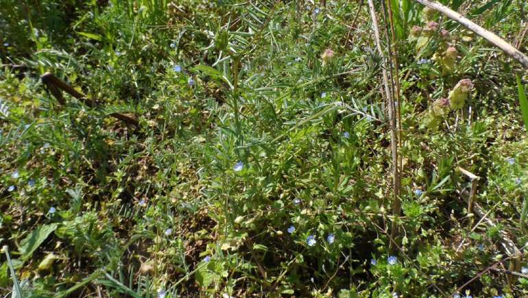 Aufmacher-Grundwasserschutz.jpg © LK Burgenland / DI Willi Peszt Aufmacher-Grundwasserschutz.jpg © LK Burgenland / DI Willi Peszt