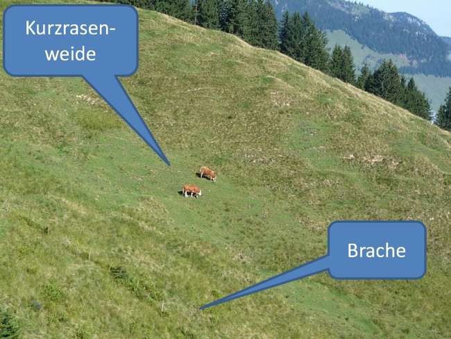 Selektives Fressverhalten.jpg Selektives Fressverhalten.jpg