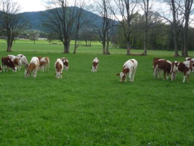 System Kurzrasenweide.jpg System Kurzrasenweide.jpg