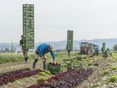 Salat ernten - Ausländerbeschäftigung © agrarfoto.com