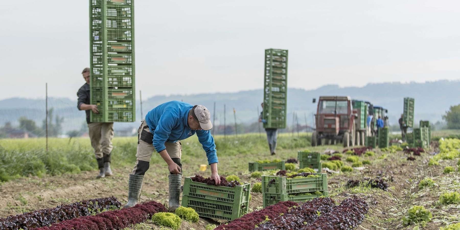 Salat ernten © agrarfoto.com Salat ernten © agrarfoto.com