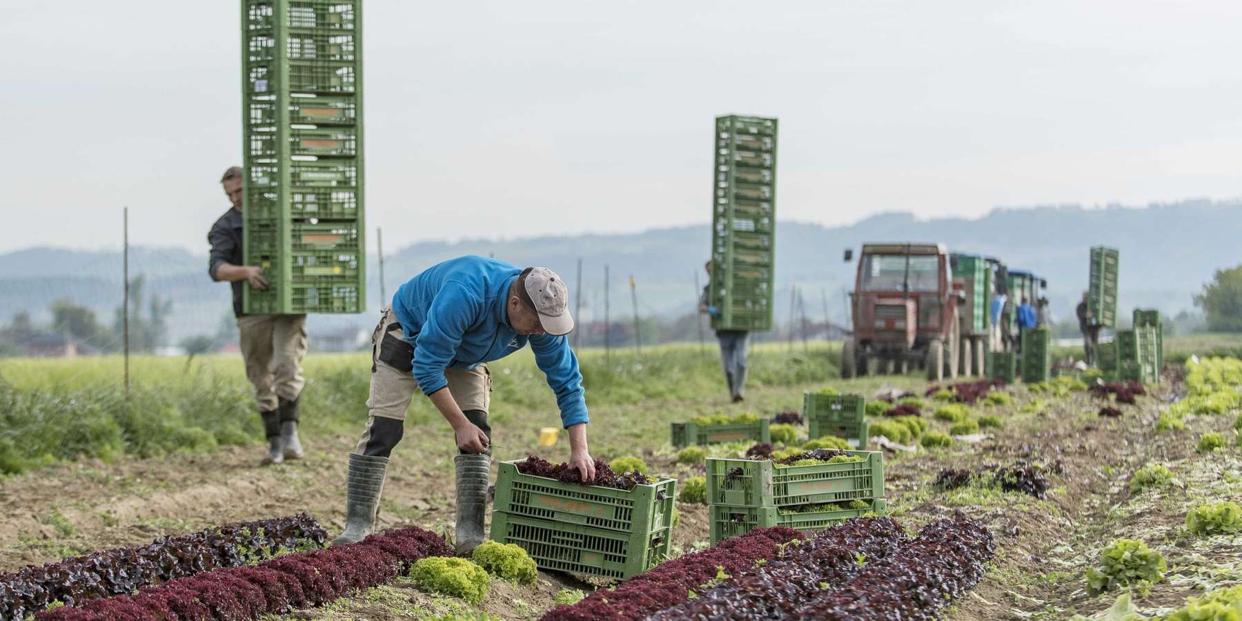 Salat ernten © agrarfoto.com