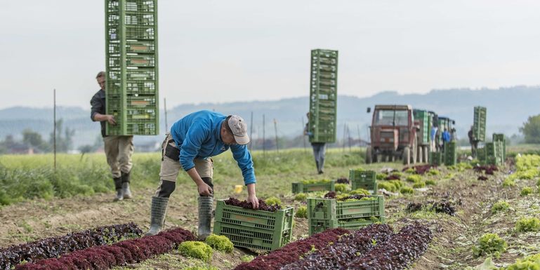 Salat ernten - Ausländerbeschäftigung © agrarfoto.com